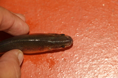 Characiformes