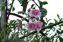 Podranea ricasoliana