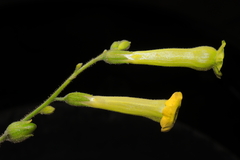 Nicotiana paniculata