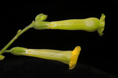 Nicotiana paniculata