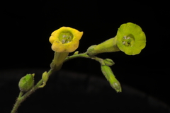Nicotiana paniculata