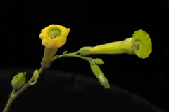 Nicotiana paniculata