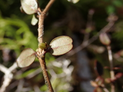 Coprosma colensoi