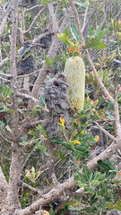 Banksia serrata