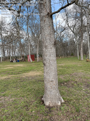 Quercus sinuata sinuata