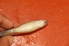 Characiformes