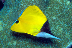 Forcipiger flavissimus