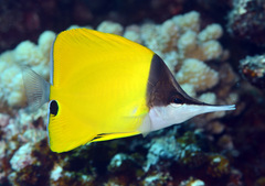 Forcipiger flavissimus