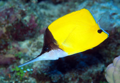 Forcipiger longirostris