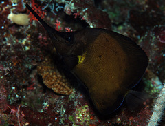 Forcipiger longirostris
