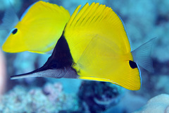Forcipiger longirostris