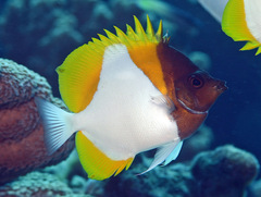 Hemitaurichthys polylepis