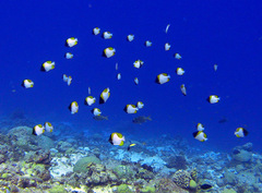 Hemitaurichthys polylepis