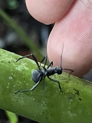 Polyrhachis armata