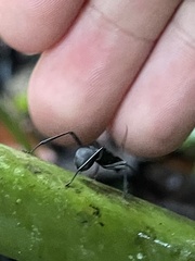 Polyrhachis armata