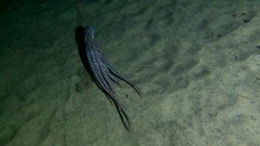 Callistoctopus macropus