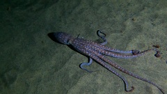 Callistoctopus macropus