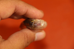 Characiformes