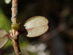 Coprosma colensoi