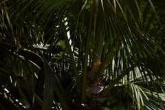 Livistona chinensis