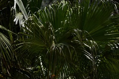 Livistona chinensis