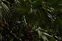 Livistona chinensis