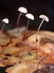 Collybiopsis quercophila