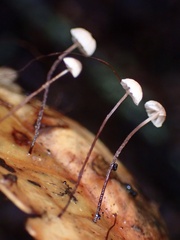 Collybiopsis quercophila