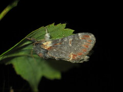 Notodonta dromedarius