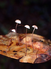 Collybiopsis quercophila