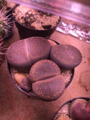 Lithops aucampiae