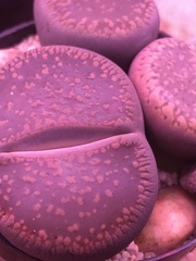 Lithops aucampiae