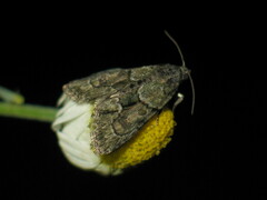 Cryphia fraudatricula