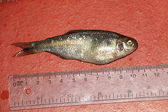 Characiformes