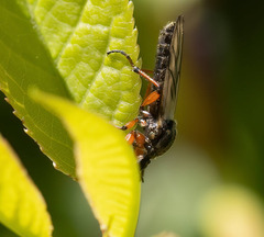 Bibio xanthopus