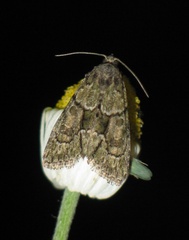 Cryphia fraudatricula