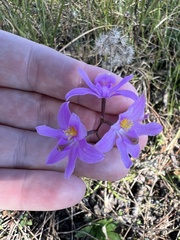 Calopogon barbatus