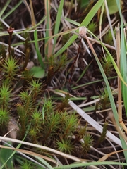 Dendroligotrichum