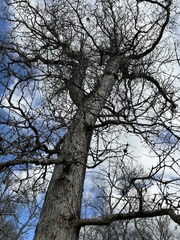Quercus sinuata sinuata