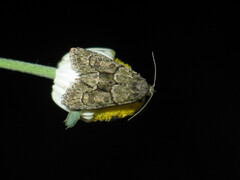 Cryphia fraudatricula