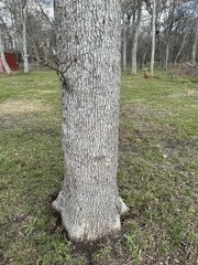 Quercus sinuata sinuata