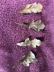 Quercus sinuata sinuata