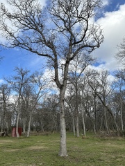 Quercus sinuata sinuata