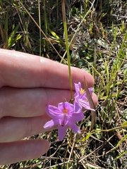 Calopogon barbatus