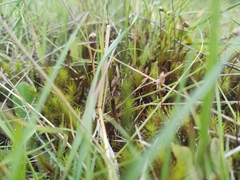 Dendroligotrichum