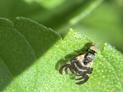 Sphaeniscus atilius