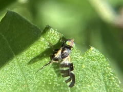 Sphaeniscus atilius