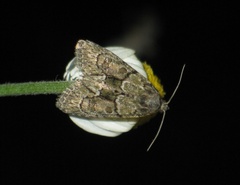 Cryphia fraudatricula