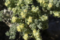 Artemisia spinescens