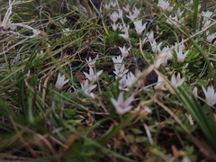 Lysimachia buxifolia